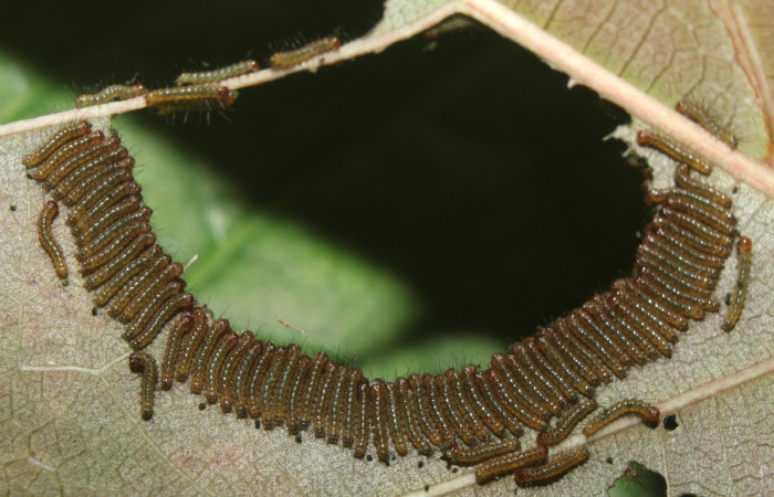  Grupo de larva de <i>Ammalo helops</i></i> (Erebidae), I estadio. Sector Pitilla, Estación Quica. Voucher 17-SRNP-72874-DHJ741206.jpg.