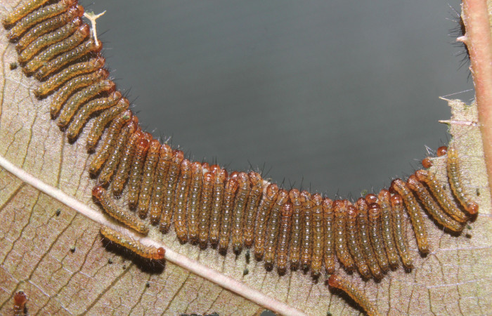  Grupo de larva de <i>Ammalo helops</i></i> (Erebidae), I estadio. Sector Pitilla, Estación Quica. Voucher 17-SRNP-72874-DHJ741208.jpg.