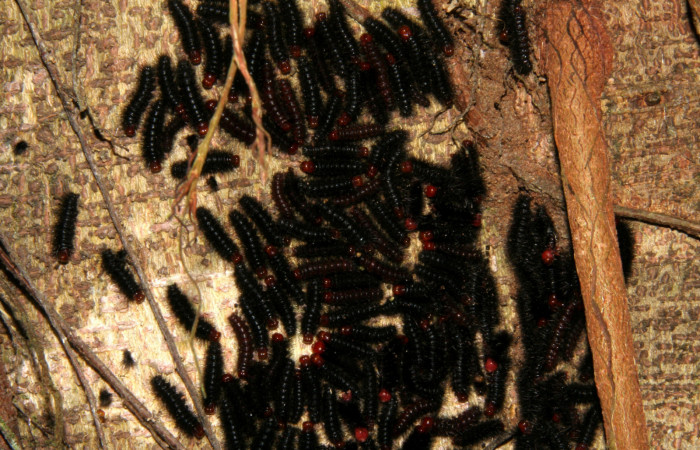  Grupo de larva de <i>Ammalo helop</i></i>s (Erebidae), PU estadio. Sector Rincon Rain Forest, Estación Biológica Caribe, Laureles. Voucher 07-SRNP-40329-DHJ420207.jpg.