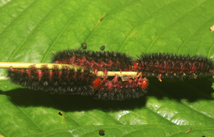  Grupo de larva de <i>Ammalo helops</i></i> (Erebidae), PPU estadio. Sector Pitilla, Estación Quica. Voucher 17-SRNP-72874-DHJ741498.jpg.