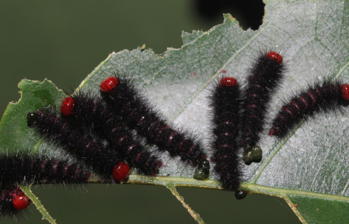  Grupo de larva de <i>Ammalo helops</i></i> (Erebidae), PPU estadio. Sector Pitilla, Estación Quica. Voucher 17-SRNP-72874-DHJ741413.jpg.