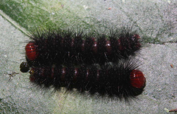  Larvas de <i>Ammalo helops</i></i> (Erebidae), PPU estadio. Sector Pitilla, Estación Quica. Voucher 17-SRNP-72874-DHJ741419.jpg.