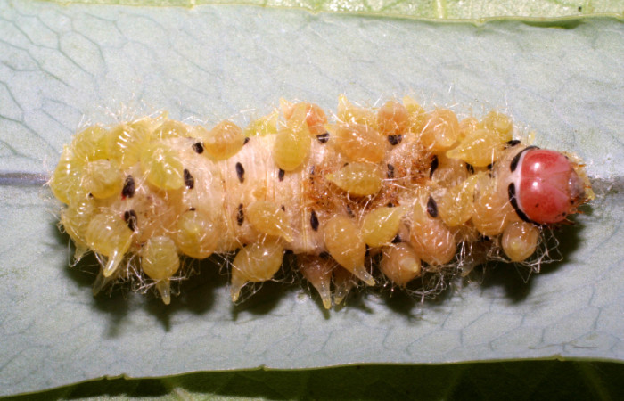 Figura 12. Capullos de parásitos <i>Euplectrus eowilsoni</i></i> (Eulophidae) que ataca <i>Argyrosticta vauaurea</i></i> (Noctuidae), localidad Brisanta, Sector Brasilia ACG (290m). Voucher: 07-SRNP-65277-DHJ433907.jpg.