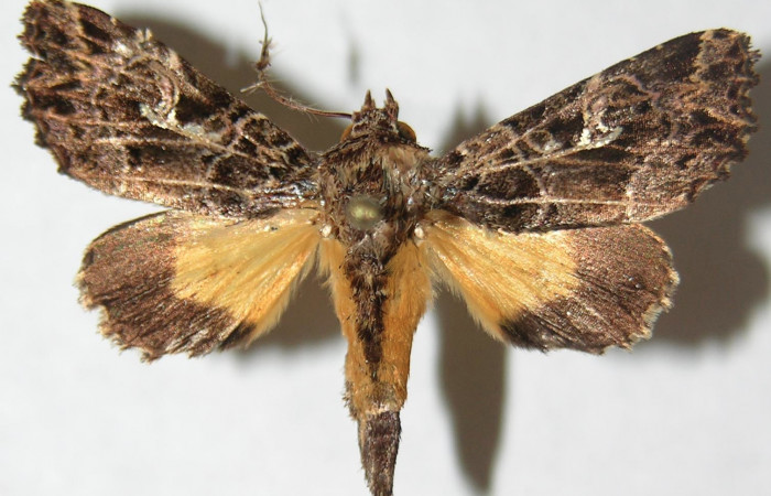 Figura 8. Adulto de <i>Argyrosticta vauaurea</i></i> (Noctuidae), vista dorsal, localidad Piedrona, Sector Brasilia ACG (340m). Voucher: 08-SRNP-65687-DHJ397044.jpg.