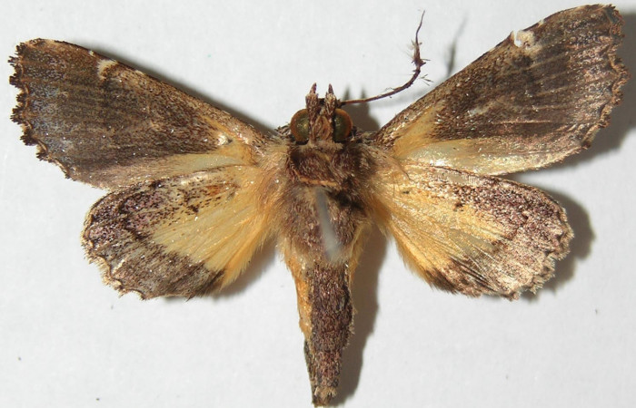 Figura 9. Adulto de <i>Argyrosticta vauaurea</i></i> (Noctuidae), vista ventral, localidad Piedrona, Sector Brasilia ACG (340m). Voucher: 08-SRNP-65687-DHJ397045.jpg.