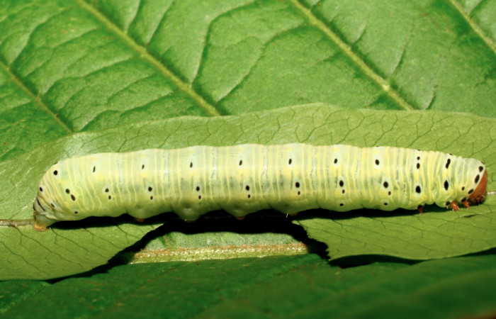 Figura 4. Larva <i>Argyrosticta vauaurea</i></i> (Noctuidae), último estadío (U) vista dorsal, localidad Estación Biológica Quica, Sector Pitilla ACG (470m). Voucher: 10-SRNP-71847-DHJ479302.jpg.