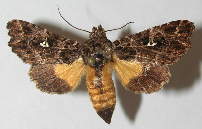 Figura 1. Adulto de <i>Argyrosticta vauaurea</i></i> (Noctuidae), vista dorsal, localidad Estación Biológica Quica, Sector Pitilla ACG (470m). Voucher: 10-SRNP-71847-DHJ539198.jpg.