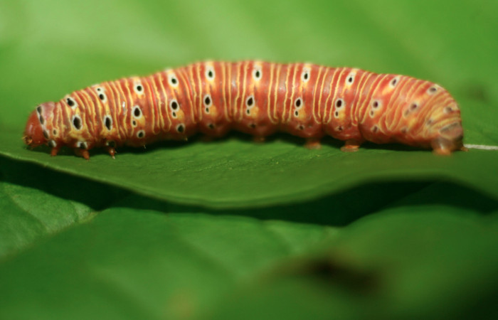 Figura 5. Larva <i>Argyrosticta vauaurea</i></i> (Noctuidae), último estadío (U) vista lateral, localidad Estación Biológica Quica, Sector Pitilla ACG (470m). Voucher: 10-SRNP-71848-DHJ479314.jpg.