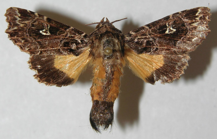 Figura 10. Adulto de <i>Argyrosticta vauaurea</i></i> (Noctuidae), vista dorsal, localidad Quebradona Estación Biológica Quica, Sector Rincón Pitilla ACG (475m). Voucher: 11-SRNP-71403-DHJ554108.jpg.