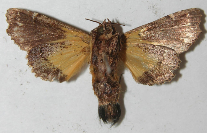 Figura 11. Adulto de <i>Argyrosticta vauaurea</i></i> (Noctuidae), vista ventral, localidad Quebradona Estación Biológica Quica, Sector Pitilla ACG (475m). Voucher: 11-SRNP-71403-DHJ554109.jpg.