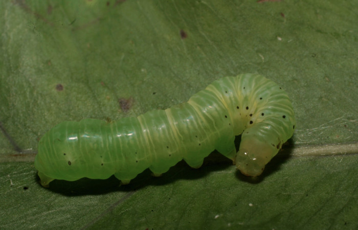Figura 3. Larva <i>Argyrosticta vauaurea</i></i> (Noctuidae), penúltimo estadío (PU) vista dorsal, localidad Chayito, Sector Rincón Rain Forest ACG (470m). Voucher: 14-SRNP-81792-DHJ714508.jpg.
