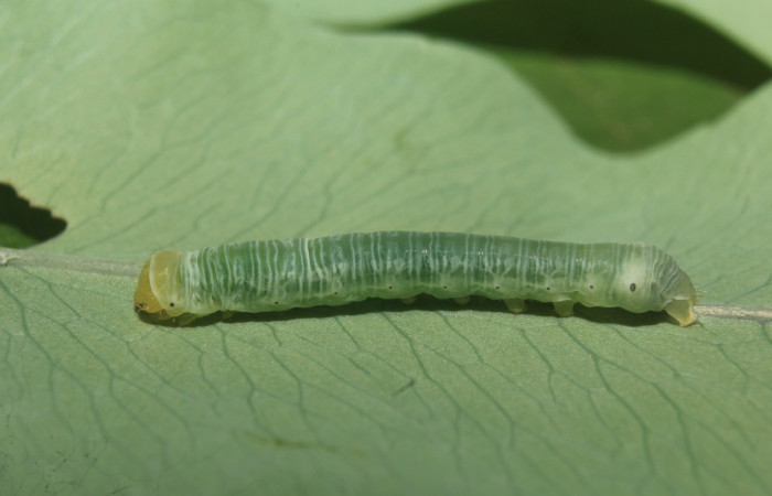 Figura 2. Larva <i>Argyrosticta vauaurea</i></i> (Noctuidae), tercer estadío (PPU) vista dorsal, localidad Quebradona, Estación Biológica Quica Sector Pitilla ACG (475m). Voucher: 19-SRNP-70830-DHJ751210.jpg.