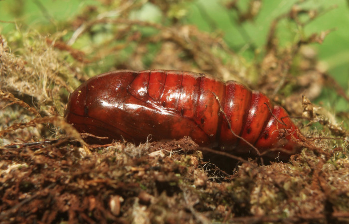 Figura 6. Pupa de <i>Argyrosticta vauaurea</i></i> (Noctuidae), vista dorsal, localidad Quebradona Estación Biológica Quica, Sector Pitilla (475m). Voucher: 19-SRNP-70830-DHJ751491.jpg.