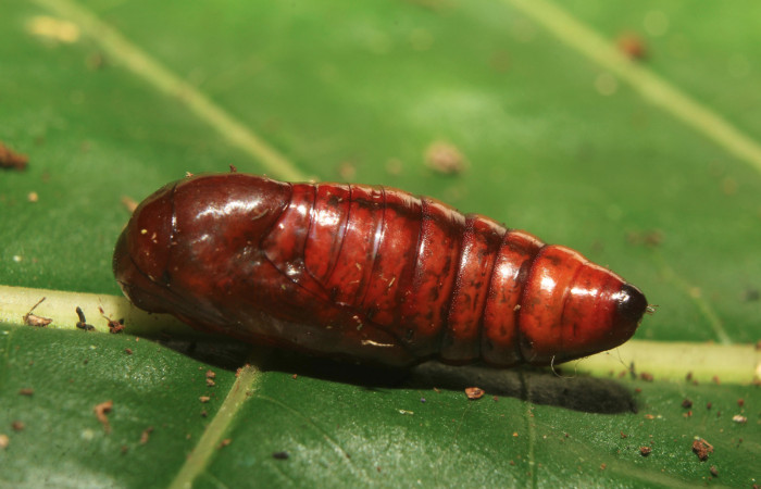Figura 7. Pupa de <i>Argyrosticta vauaurea</i></i> (Noctuidae), vista lateral, localidad Quebradona Estación Biológica Quica, Sector Pitilla ACG (475m). Voucher: 19-SRNP-70830-DHJ751494.jpg.