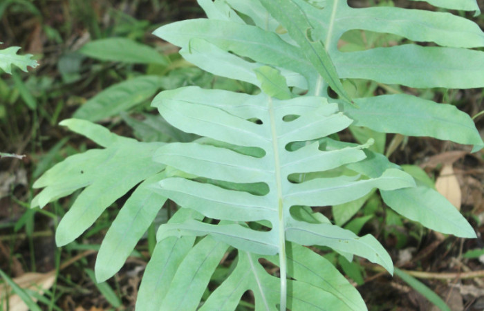Figura 13. Planta hospedera de <i>Argyrosticta vauaurea</i></i> (Noctuidae), planta llamada <i>Phlebodium pseudoaureum</i></i> (Polypodiaceae), localidad Estación Biológica Quica, Sector Pitilla ACG (470m), foto: Ricardo Calero 24 Agosto 2019.