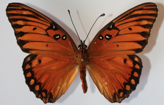 Fig. 1 Adulto hembra <i>Agraulis vanillae</i></i> (Nymphalidae), vista dorsal mide 74mm. Finca Esmeralda, Sector Rincon Rain Forest 123m. 12-SRNP-77666-DHJ583650.