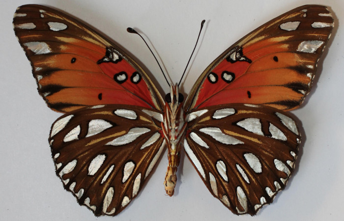 Fig. 2 Adulto hembra <i>Agraulis vanillae</i></i> (Nymphalidae), vista dorsal mide 74mm. Finca Esmeralda, Sector Rincon Rain Forest 123m. 12-SRNP-77666-DHJ583651.