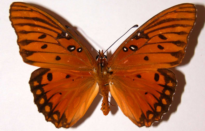 Fig. 3 Adulto macho vista dorsal, <i>Agraulis vanillae</i></i> (Nymphalidae), mide 73mm. Area Administrativa, Sector Santa Rosa, 295m. 90-SRNP-1119-DHJ34094.