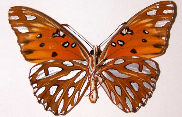  Fig. 4 Adulto macho ventral <i>Agraulis vanillae</i></i>(Nymphalidae), mide 73mm Area Administrativa, Sector Santa Rosa, 295m. 90-SRNP-1119-DHJ34095.