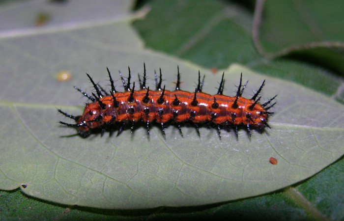 Fig. 5 Larva lateral entera <i>Agraulis vanillae</i></i> (Nymphalidae), mide 21mm Pasmompa Sector Pitilla 440m. 05-SRNP-30448-DHJ405622.