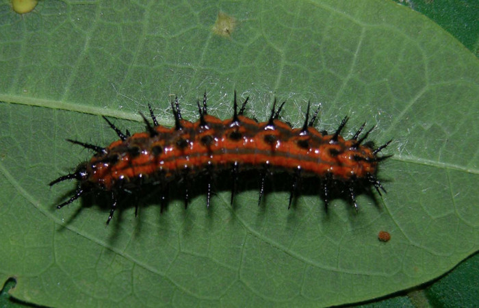 Fig. 6 Larva dorsal entera <i>Agraulis vanillae</i></i> (Nymphalidae), mide 21mm Pasmompa Sector Pitilla 440m. 05-SRNP-30448-DHJ405623.