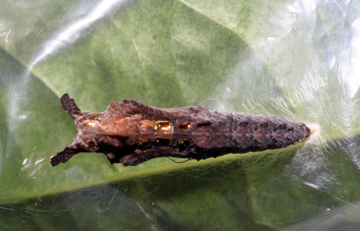  Fig. 7 Pupa lateral entera <i>Agraulis vanillae</i></i>(Nymphalidae), mide 30mm. Pasmompa Sector Pitilla 440m. 06-SRNP-31018-DHJ424991.
