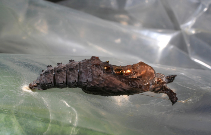  Fig. 8 Pupa lateral entera <i>Agraulis vanillae</i></i>(Nymphalidae), mide 30mm. Pasmompa Sector Pitilla 440m. 06-SRNP-31018-DHJ424992.