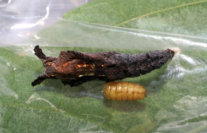  Fig. 9 Pupa lateral entera <i>Agraulis vanillae</i></i> (Nymphalidae). mide 30mm. Pasmompa Sector Pitilla 440m. 06-SRNP-31018-DHJ424996.