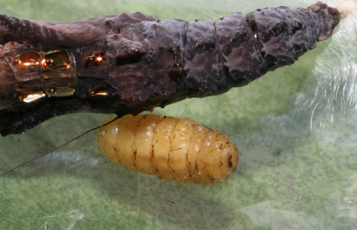  Fig. 10 Pupa lateral entera <i>Agraulis vanillae</i></i> (Nymphalidae),  mide 30mm Pasmompa Sector Pitilla 440m. 06-SRNP-31018-DHJ424997.