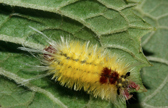 Fig. 10 Larva <i>Lophocampa debilisDHJ02</i></i> (Erebidae) mide 15 mm. Sendero Bromelias, Sector Rincon Rain Forest. 16-SRNP-27601-DHJ730833.