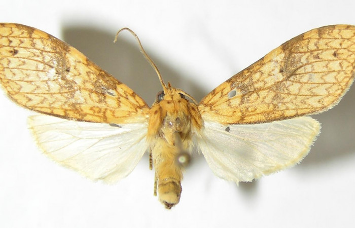 Fig. 1 Adulto vista dorsal hembra <i>Lophocampa catenulata</i></i> (Erebidae) mide 28mm. Pasmompa, Sector Pitilla, 440 m. 06-SRNP-31399-DHJ343230.