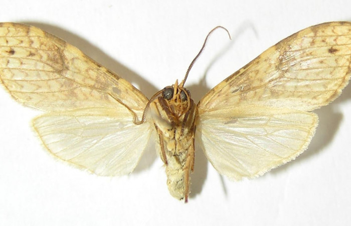 Fig. 2 Adulto vista ventral hembra <i>Lophocampa catenulata</i></i> (Erebidae) mide 28mm. Pasmompa, Sector Pitilla, 440 m. 06-SRNP-31399-DHJ343231. 