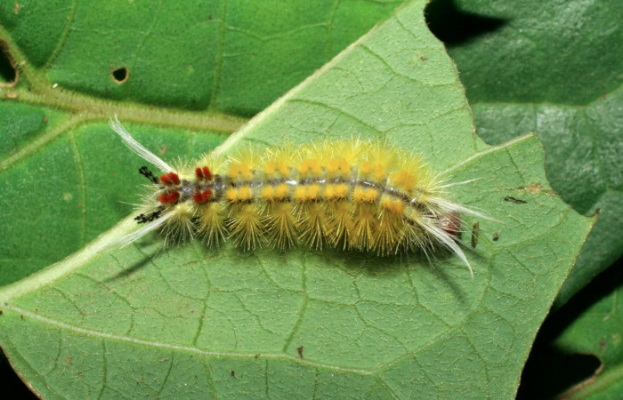 Fig. 3 Larva <i>Lophocampa catenulata</i></i> (Erebidae) mide 28mm. Pasmompa, Sector Pitilla, 44o, 06-SRNP-31399-DHJ412560. 