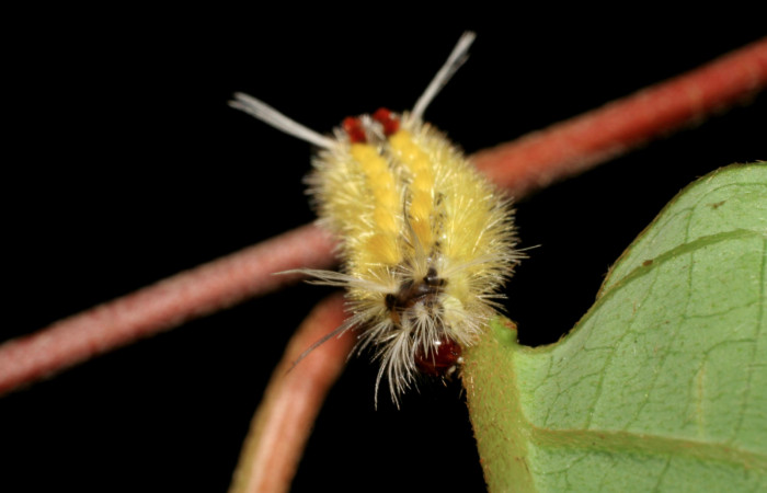 Fig. 4 Larva <i>Lophocampa catenulata</i></i> (Erebidae) mide 28mm. Pasmompa, Sector Pitilla, 44o, 06-SRNP-31296-DHJ425063.