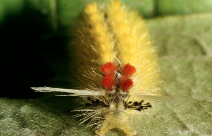 Fig. 5 Larva <i>Lophocampa catenulata</i></i> (Erebidae) mide 28mm. Pasmompa, Sector Pitilla, 44o, 08-SRNP-72832-DHJ450047.