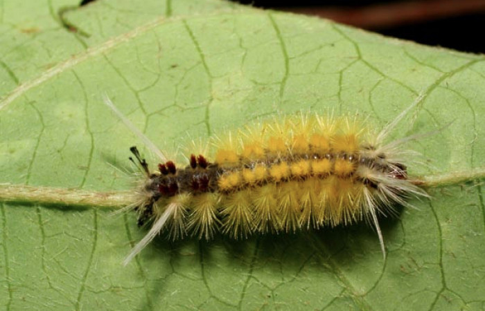 Fig. 6 Larva <i>Lophocampa catenulata</i></i> (Erebidae) mide 28mm. Pasmompa, Sector Pitilla, 440.06-SRNP-31296-DHJ425070.jpg.