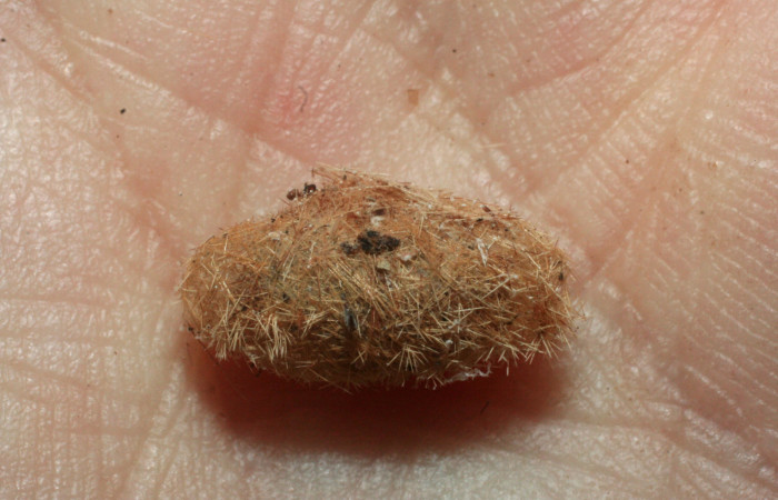 Fig. 7 Capullo <i>Lophocampa catenulata</i></i> (Erebidae) mide 28mm. Pasmompa, Sector Pitilla, 440. 08-SRNP-2095-DHJ453173.