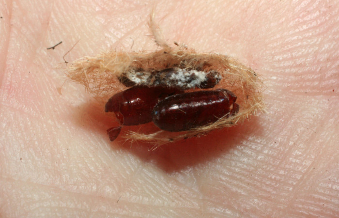 Fig. 8 Puparias de (Tachiniidae) <i>Lophocampa catenulata</i></i> (Erebidae) mide 28mm. Pasmompa, Sector Pitilla, 440, 08-SRNP-2095-DHJ453174.