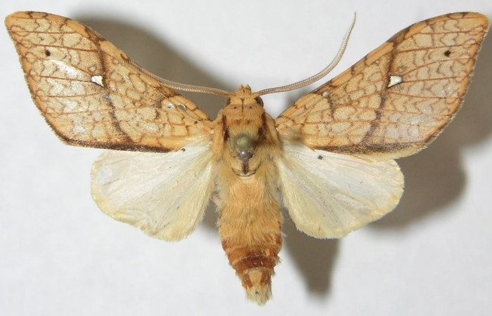 Fig. 9 Adulto vista ventral hembra <i>Lophocampa debilisDHJ02</i></i> (Erebidae) mide 34mm. Leonel, Sector Pitilla. 510 m. 08-SRNP-71936-DHJ504174. 