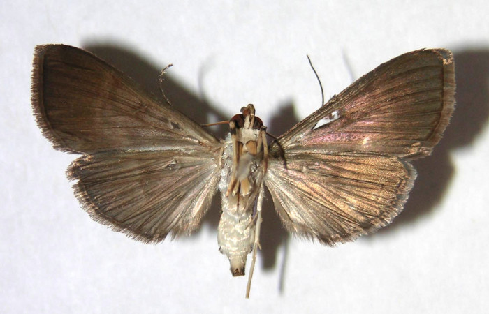 Figura 8. Adulto de <i>Piletosoma thialis</i></i> (Crambidae), hembra vista ventral, localidad Sendero Rincón, Sector Rincón Rain Forest ACG (430m). Voucher: 04-SRNP-42882-DHJ371029.jpg.