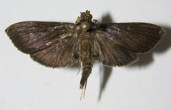 Figura 9. Adulto de <i>Piletosoma thialis</i></i> (Crambidae), macho vista dorsal, localidad Anonas Sector Rincón Rain Forest ACG (405m). Voucher: 05-SRNP-41351-DHJ332964.jpg.