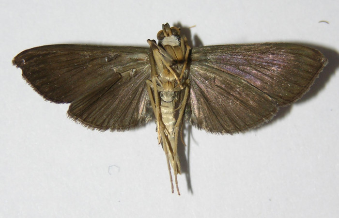 Figura 10. Adulto de <i>Piletosoma thialis</i></i> (Crambidae), macho vista ventral, localidad Anonas Sector Rincón Rain Forest ACG (405m). Voucher: 05-SRNP-41351-DHJ332965.jpg.