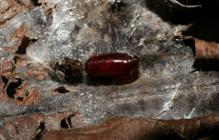 Figura 12. Pupario de parásito <i>Eucelatoria gladiator</i></i> (Tachinidae) que ataca <i>Piletosoma thialis</i></i> (Crambidae), vista dorsal, localidad Sendero Rincón, Sendero Rincón Rain Forest ACG (430m). Voucher: 06-SRNP-41826-DHJ420855.jpg.