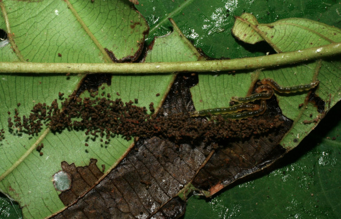 Figura 2. Larvas <i>Piletosoma thialis</i></i> (Crambidae), vista comido, localidad Sendero Naciente Sector Pitilla ACG (700m). Voucher: 06-SRNP-65790-DHJ425766.jpg.