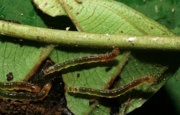 Figura 3. Larvas <i>Piletosoma thialis</i></i> (Crambidae), tercer estadío (PPU) vista dorsal, localidad Sendero Naciente Sector Pitilla ACG (700m). Voucher: 06-SRNP-65790-DHJ425768.jpg.
