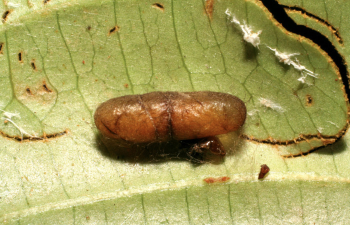 Figura 11. Capullo de parásito <i>Eiphosoma</i></i> macrumDHJ06 (Ichneumonidae) que ataca <i>Piletosoma thialis</i></i> (Crambidae), vista dorsal, localidad Sendero Naciente, Sector Pitilla ACG (700m). Voucher: 06-SRNP-65792-DHJ418126.jpg.