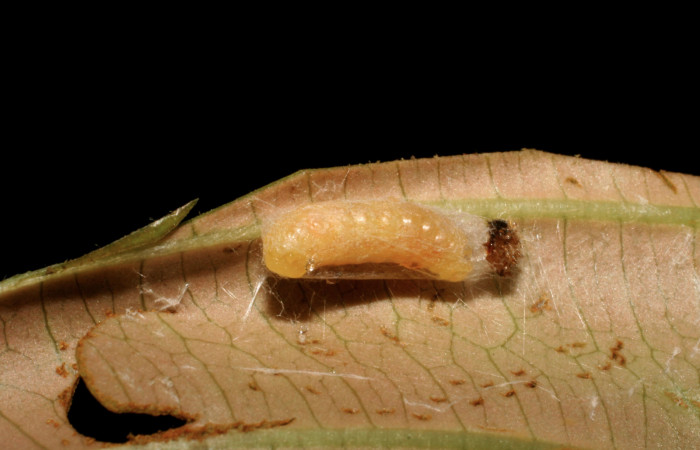 Figura 13. Capullo de parásito <i>Alabagrus johnbrowni</i></i> (Braconidae) que ataca <i>Piletosoma thialis</i></i> (Crambidae), vista dorsal, localidad Sendero Venado, Sendero Rincón Rain Forest ACG (420m). Voucher: 07-SRNP-41940-DHJ427639.jpg.
