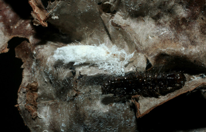 Figura 17. Capullo de parásito <i>Prasmodon eminens</i></i> (Braconidae) que ataca <i>Piletosoma thialis</i></i> (Crambidae), vista dorsal, localidad Sendero Venado, Sector Rincón Rain Forest ACG (420m). Voucher: 07-SRNP-42078-DHJ452904.jpg.