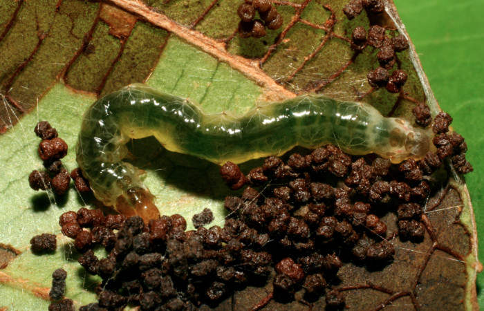 Figura 5. Larva <i>Piletosoma thialis</i></i> (Crambidae), último estadío (U) vista dorsal, localidad Estación Biológica Quica Sector Pitilla ACG (470m). Voucher: 08-SRNP-72466-DHJ447273.jpg.