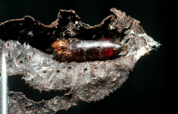 Figura 18. Pupario de parásito <i>Leskia</i></i> Wood01DHJ08 (Tachinidae) que ataca <i>Piletosoma thialis</i></i> (Crambidae), vista dorsal, localidad Estación Biológica Quica, Sector Pitilla ACG (470m). Voucher: 08-SRNP-72717-DHJ462834.jpg.